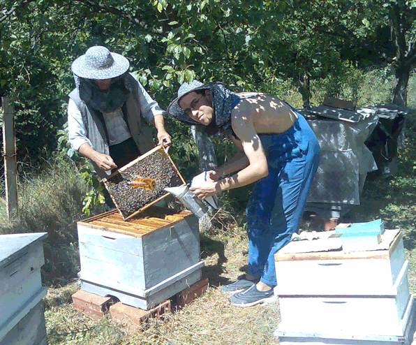 Браншови пчеларски съюз Пчела - Кюстендил, планина Осогово, изследване за пчеларите от Осоговската планина и за пчеларството в гр.Кюстендил